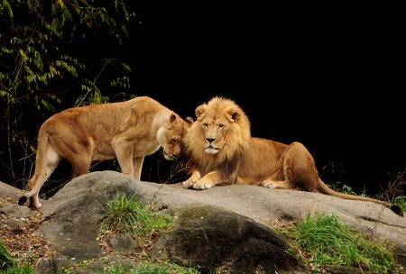 Love among animals - Loving pair of lion and lioness who are just made for each otherの写真素材