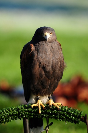 head to head with a majestic Harris Hawk looking towards the cameraの写真素材