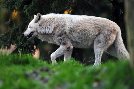 Majestic gray wolf going for the kill stalking its prey at sun downの写真素材