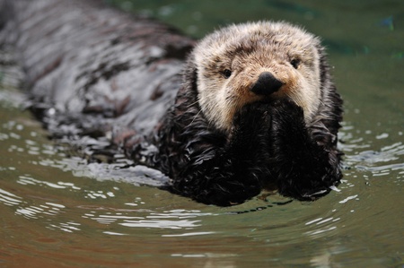 Very cute arctic tundra sea otter covers its mouth as if it has done something wrong.の写真素材