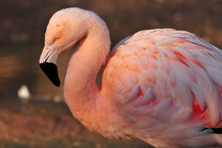 Portrait of a beautiful Flamingo in the light of sunsetの写真素材
