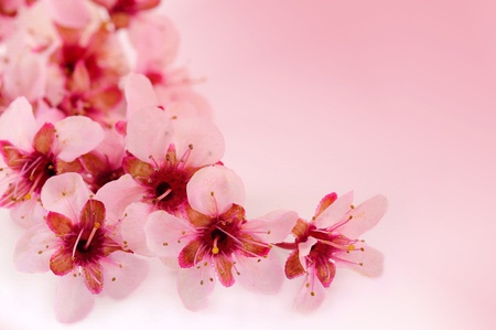 Closeup of fresh spring cherry flowers over pink gradient background with space for your text.の写真素材