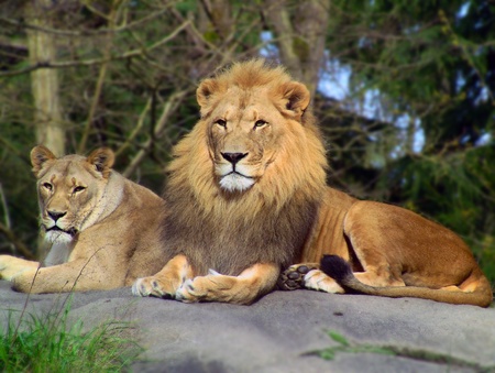 Majestic African Lion and Lioness pair resting over rockの写真素材
