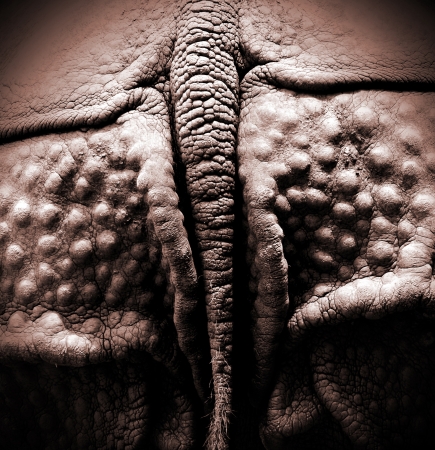 Closeup of the strong armor of a rhinocerosの写真素材