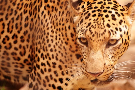 Portrait of a leopard with frontal viewの写真素材