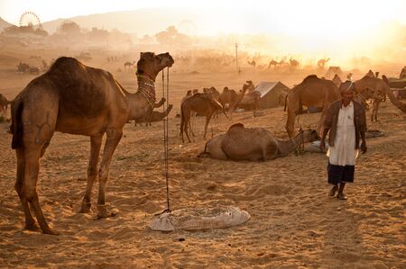 PUSHKAR, INDIA - NOVEMBER 8: A camel trader attends the Pushkar cattle fair on November 8, 2011 in Pushkar, Rajasthan, India. Pilgrims and camel traders flock to the holy town for the annual fair. のeditorial素材