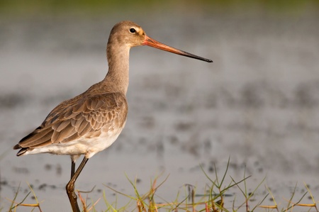 Black tailed Godwit in non breeding plumage under soft morning light
