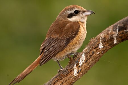 Close up of a female Brown Shrike in winter plumage.の写真素材