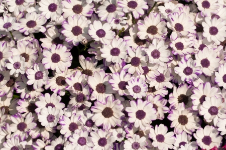 Background of freshly bloomed white spring flowersの写真素材