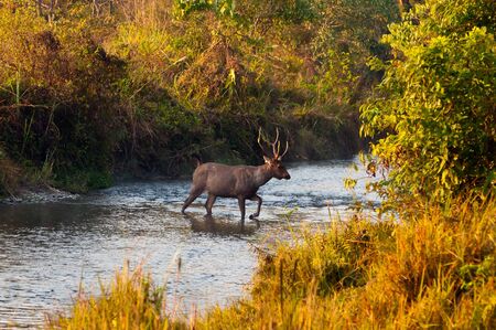 Male Sambar deer crossing a jungle river at Jaldapara Wildlife Sanctuary during the golden hour of sunriseの写真素材