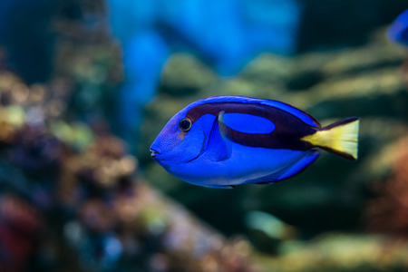Royal blue regal tang fish swimming through colorful coral reefの写真素材