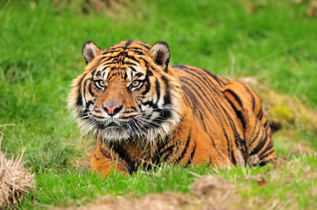 A royal bengal tiger in crouching posture concentrating on its preyの写真素材
