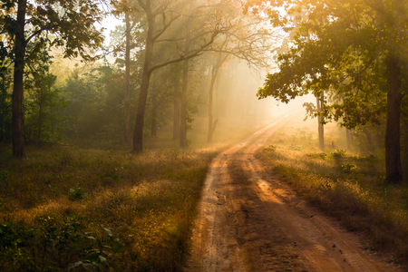 Beautiful dense forests of Betla illuminated by sunlight in a foggy winter morningの写真素材
