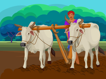 Traditional Indian framer using an ox to plow Paddy field for planting.のイラスト素材