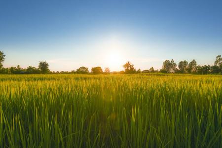 Green field In Southeast Asia
