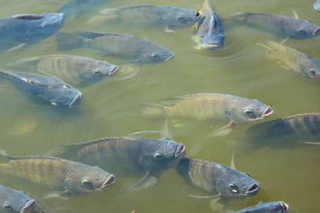 Tilapia in the pond is emerging because of lack of oxygen.の写真素材