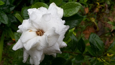 White jasmine flowers A plaque affixed to the rain White flowers Dark green leaves Planted at home or office. The scent is refreshingの写真素材