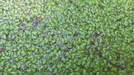 Duckweeds aquatic plants from a small green. As a food source for fish and aquatic life plants.の写真素材