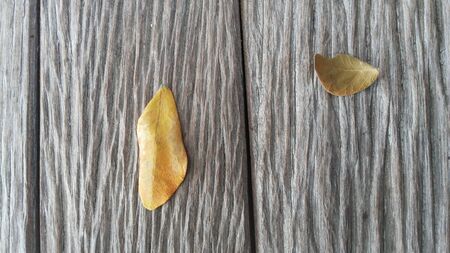 Small leaves on wooden Tableの写真素材