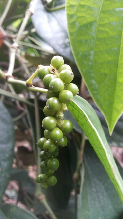 Pepperの写真素材