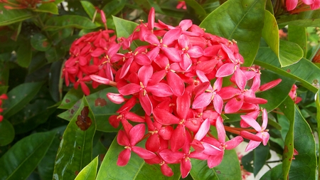 Red Spike Flower