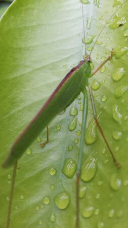 Green Phylliidae Grasshopper