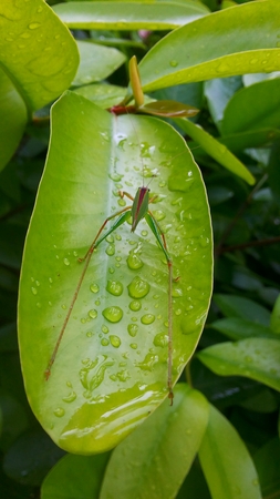 Grasshopper Phylliidae