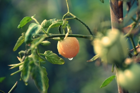 tomatoesの写真素材