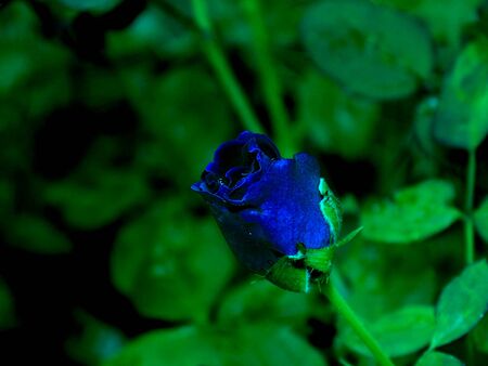 Deep dark blue colored beautiful rose in garden is the center attraction because few flowers have blue color so they look different and attractive from any oneの写真素材