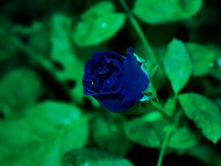 Beautiful Blue rose. Decent flower in the garden always. Deep blue color provide relaxing eyes when saw in the garden because It's Look always different and very beautiful.の写真素材