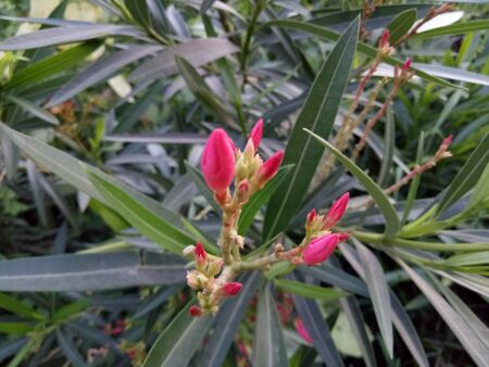 Pink flower and green leaves