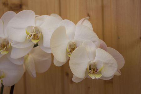 White Orchid on the background of liningの写真素材