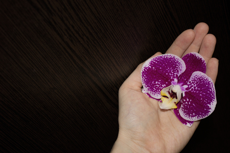 lilac Orchid flower in a woman's handの写真素材