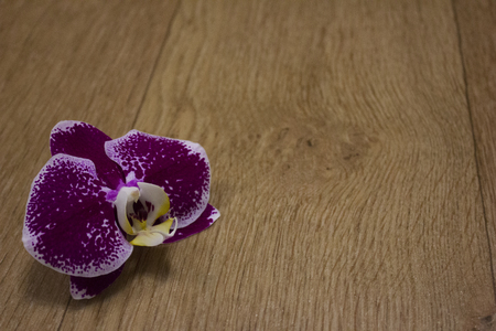isolated purple Orchid flower on a background of a tree structureの写真素材