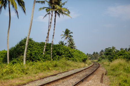 railway near the palm trees on blue skyの写真素材