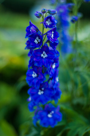 blue dark blue flowers on a green backgroundの写真素材