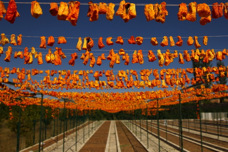 Sun drying chili peppers hanged outside on fieldの写真素材