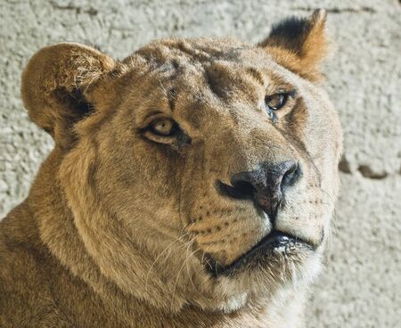 lion faceの写真素材