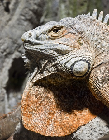 Iguanaの写真素材