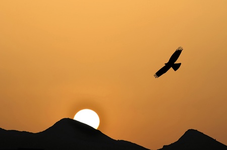 eagle silhouette in the sunset behind the mountainsの写真素材