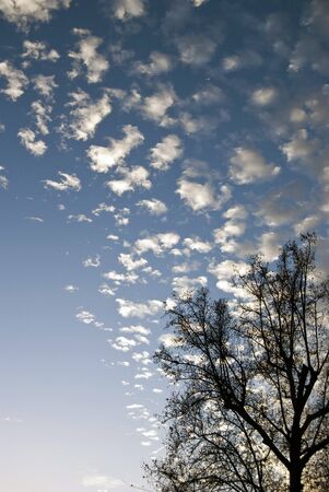 tree silhouette at sunset の写真素材
