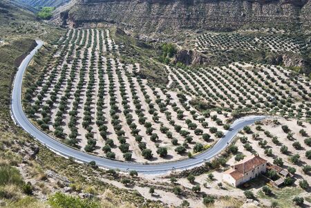 field of olive trees and road in Andalusia の写真素材
