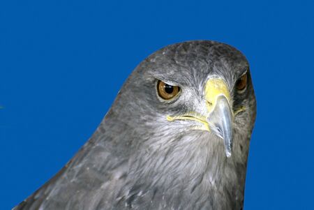 Eagle on a blue background