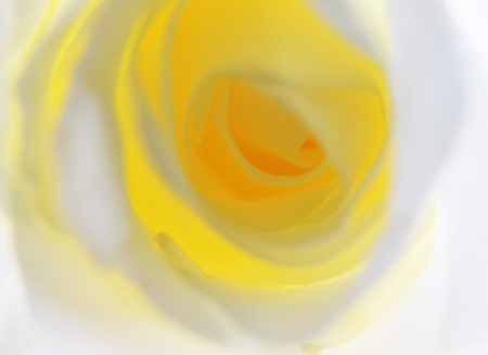 Inside a beautiful rose, macroの写真素材