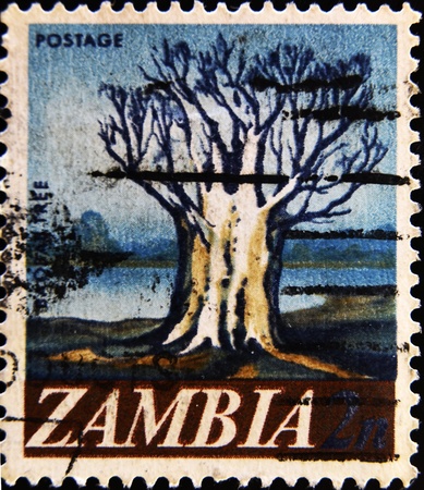 ZAMBIA - CIRCA 1967: A stamp printed in Zambia, shows Baobab, circa 1967 の写真素材