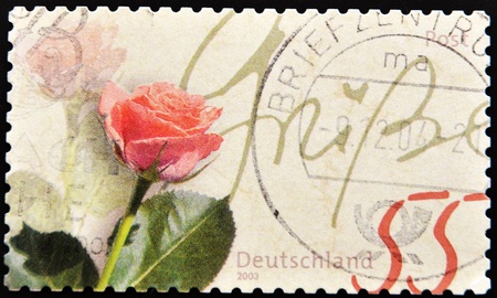 GERMANY- CIRCA 2003: A stamp printed in Germany, shows a Rose, circa 2003. の写真素材