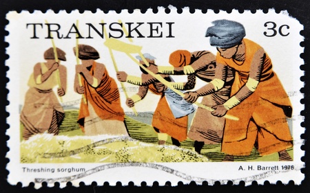 REPUBLIC OF SOUTH AFRICA - CIRCA 1976: A stamp printed in Transkei shows women threshing sorghum, circa 1984の写真素材
