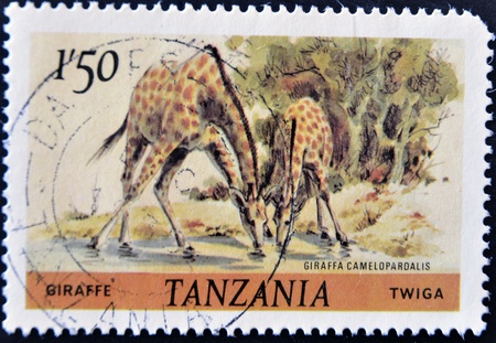 TANZANIA - CIRCA 1980: A stamp printed in Tanzania shows giraffes, circa 1980の写真素材