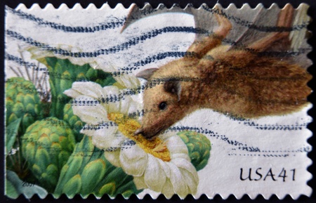 UNITED STATES - CIRCA 2007: stamp printed in USA shows Saguaro lesser long-nosed bat, circa 2011 