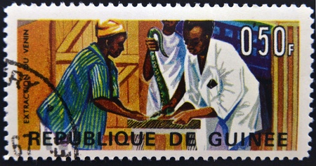 GUINEA - CIRCA 1967: A stamp printed in Guinea shows Extraction of snake venom, circa 1967 の写真素材
